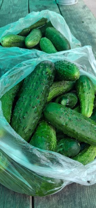 Продам  свежие огурцы