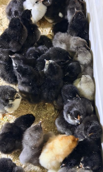 Продаются суточные цыплята