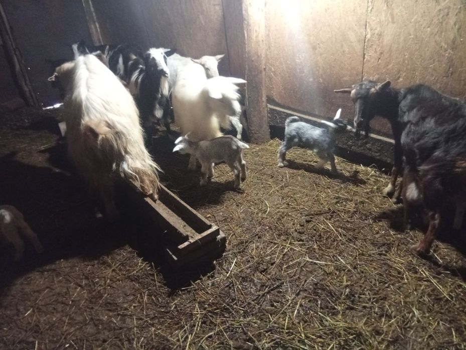 Schimb capre fătate pe oi