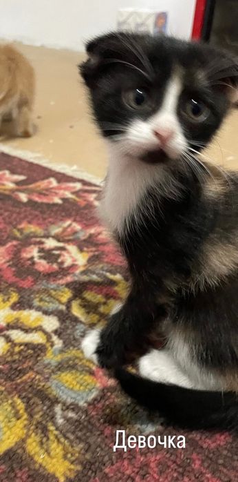Котята в добрые руки