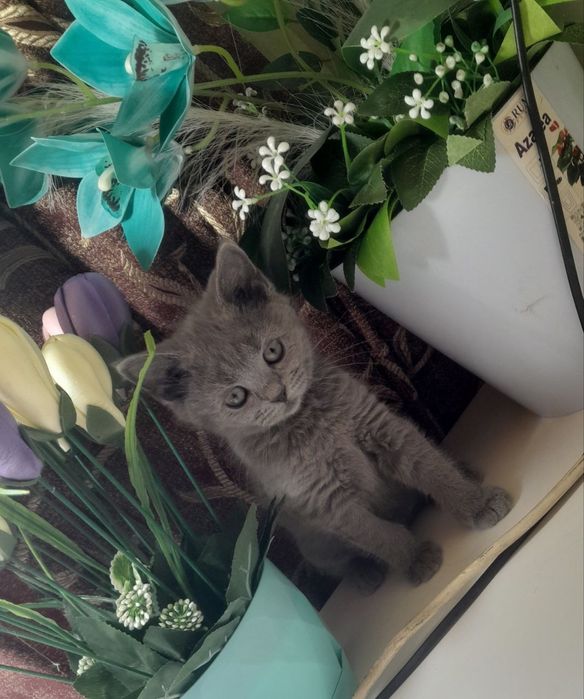 Чистокровные Шотландские котята,ПРАВИЛЬНАЯ ВЯЗКА