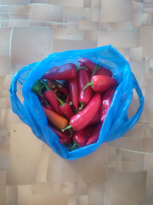 Продам помидоры дачные и горький перец