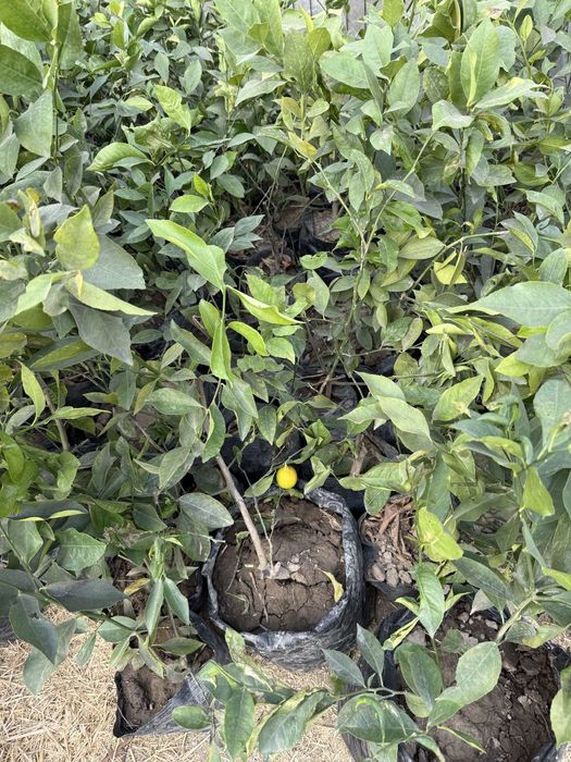 Лимон кучатлари бор