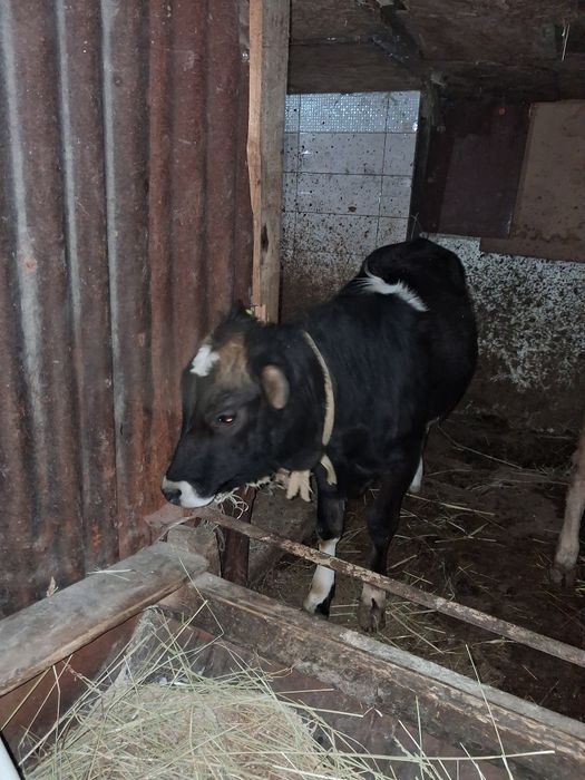 Продам срочно телок