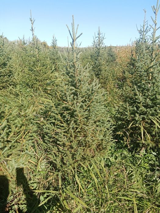 Ёлки европейские