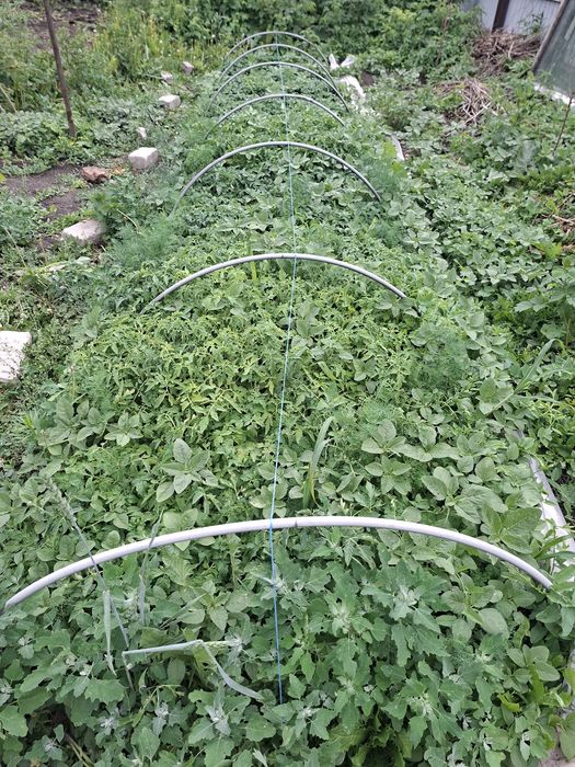 Продам рассады помидоров