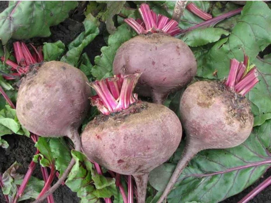 Свекла оптом и крупным оптом