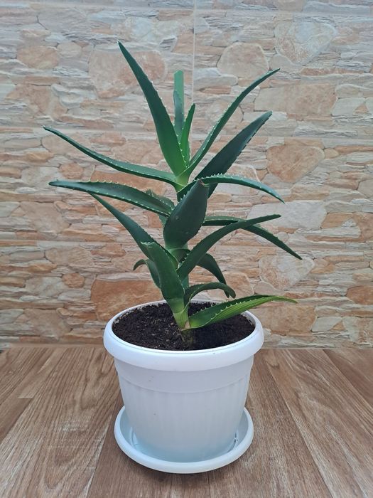 Лечебно алое вера за прозореца или терасата