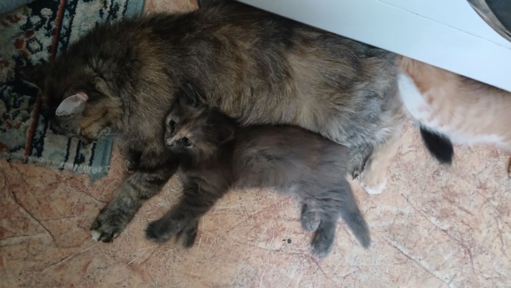 Котята в добрые руки