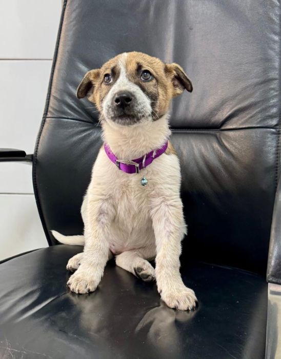 Щенок девочка в добрые руки