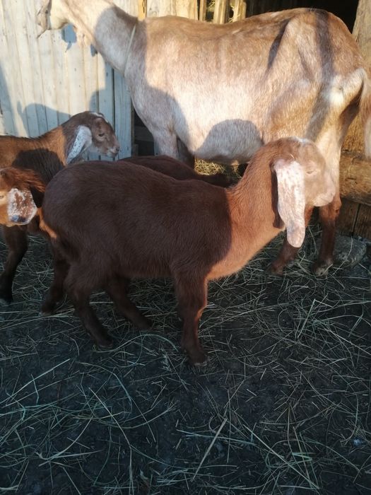 Iezi masculi anglonubian