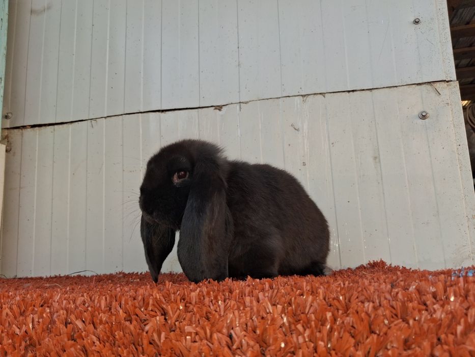 Berbec german  Disponibil