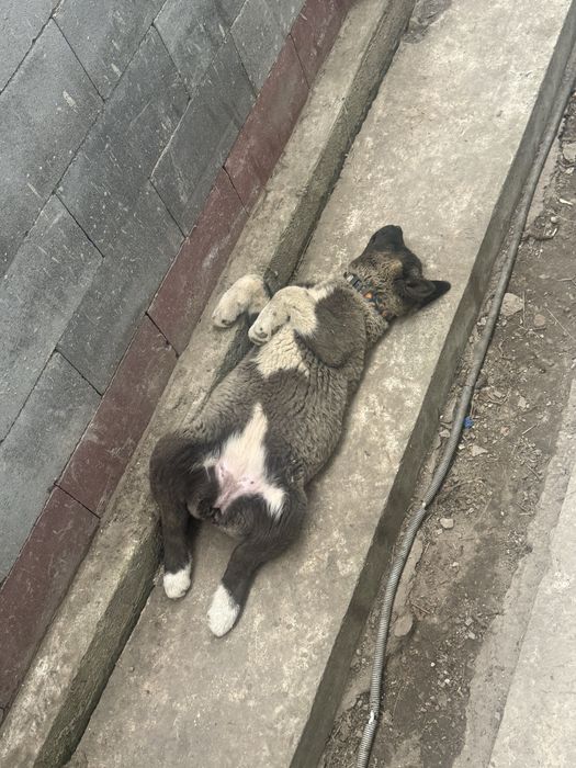 Щенки Американского Акито