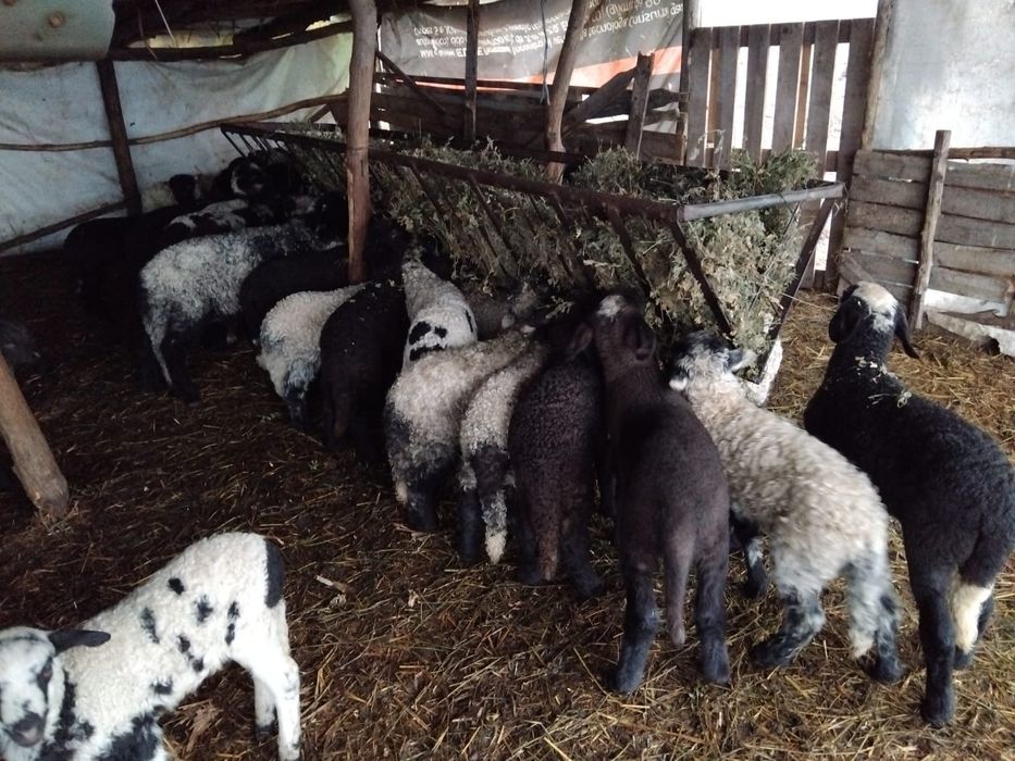 Oi si capre de vânzare