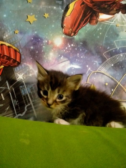 Срочно пр.котят Мей Кун мальчик и девочка
