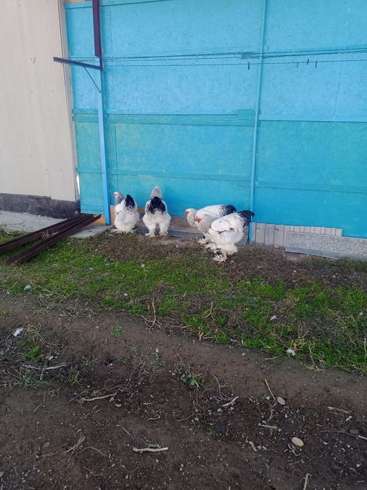 Продам петух брама