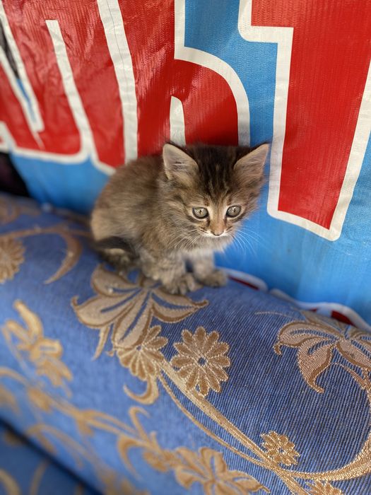 Отдам котят в добрые руки