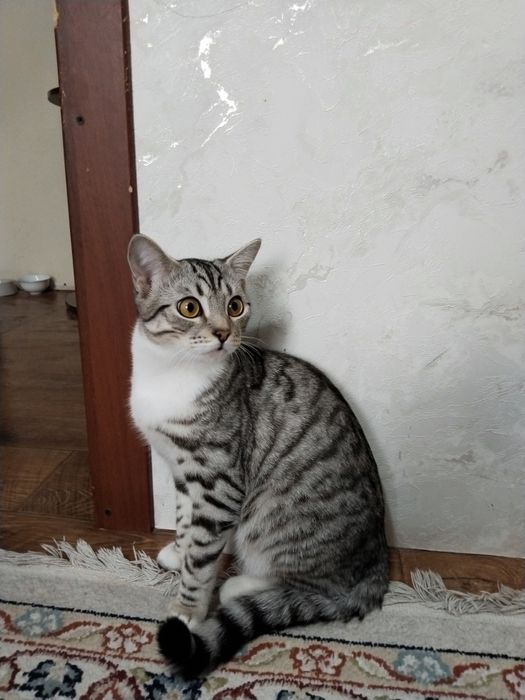 Продам шотландская кошка. Мальчик. 20 000.тг.