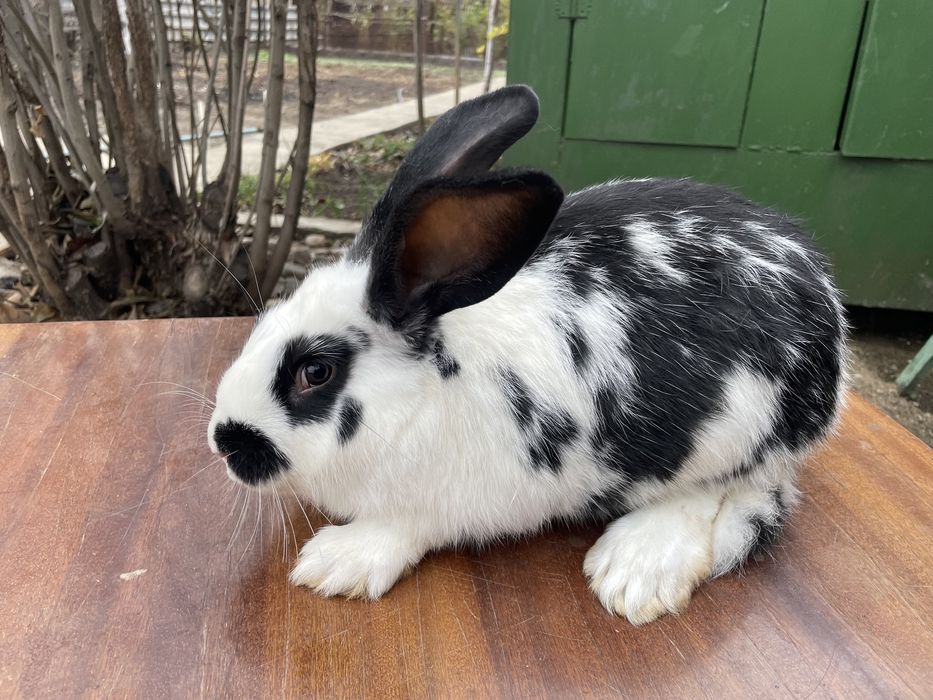 Продам самцов Кроликов