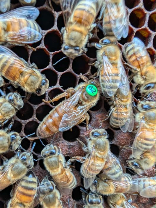 Продавам Пчелни майки 2026