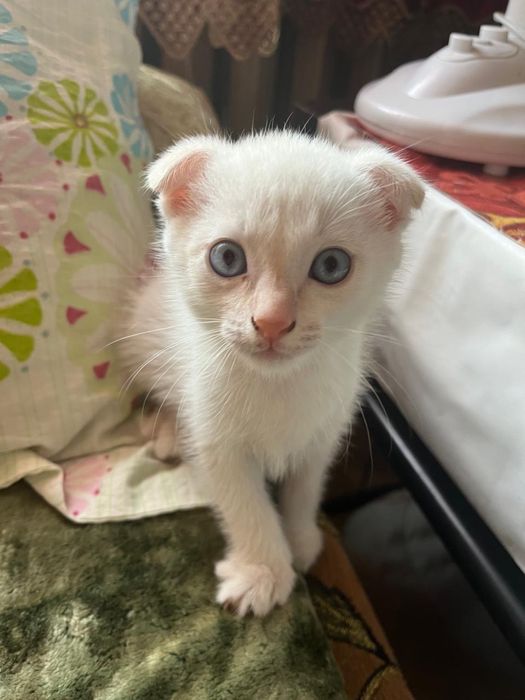 Очаровательные Котята Скоттиши