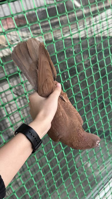 Самец красный игровый