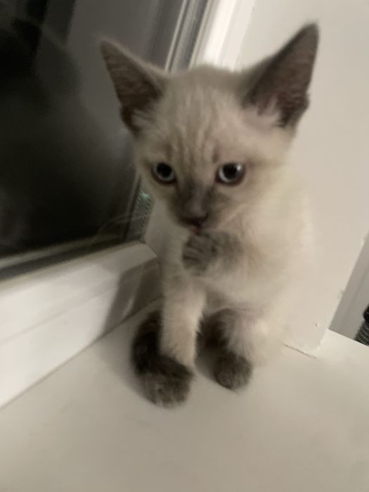 Котеночек мальчик