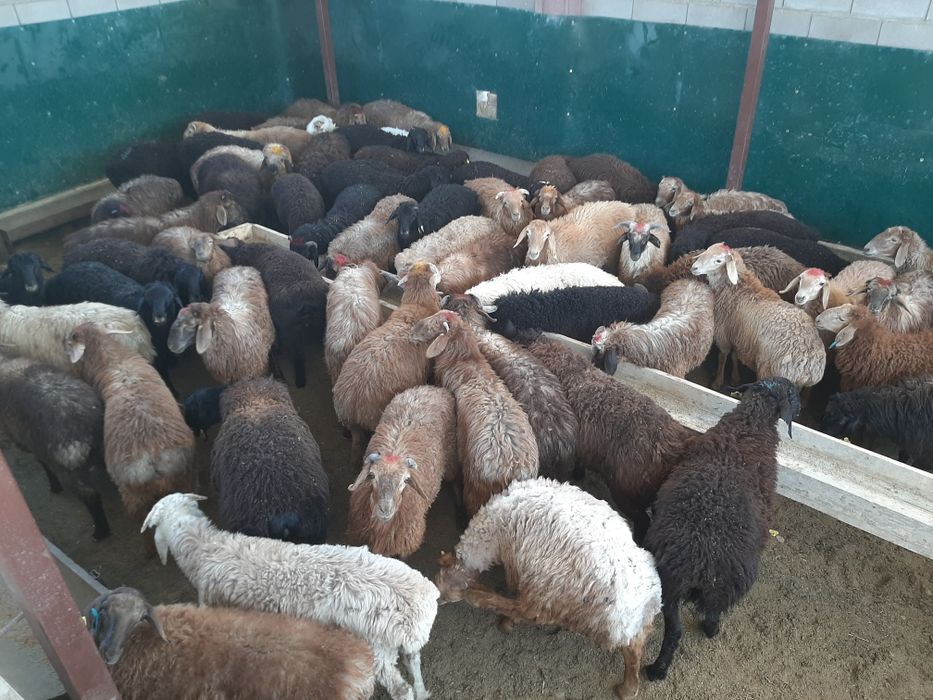 Май семиз кой токты тусак кошкар