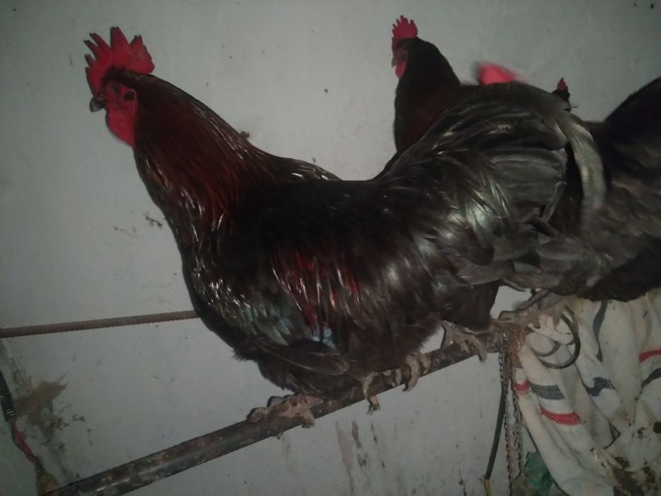 Vând - schimb cocoși Austrolop pe negru și gri