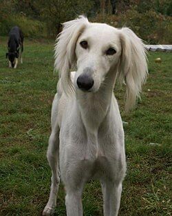 Тазы сатам срочно