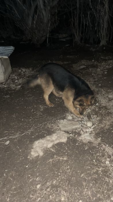 Продам немецкий овчарка