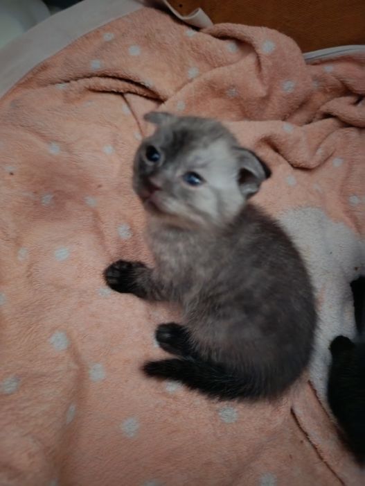 Продам вислоухих котят