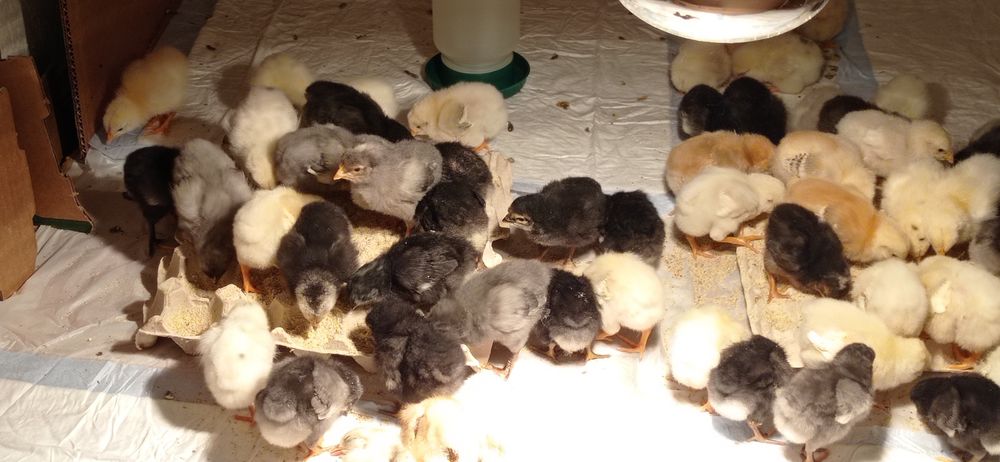 Пиленца - селски носачки