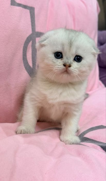 Шотланский скоттиш фолд ! Шиншилла серебро!