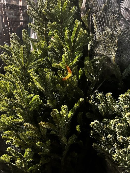 Пихта нордмана доставка