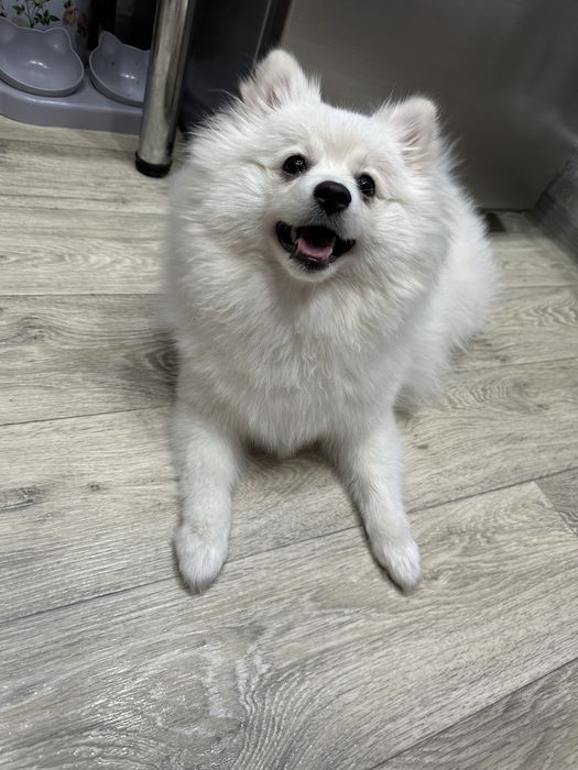 Продам девочку померанский шпиц