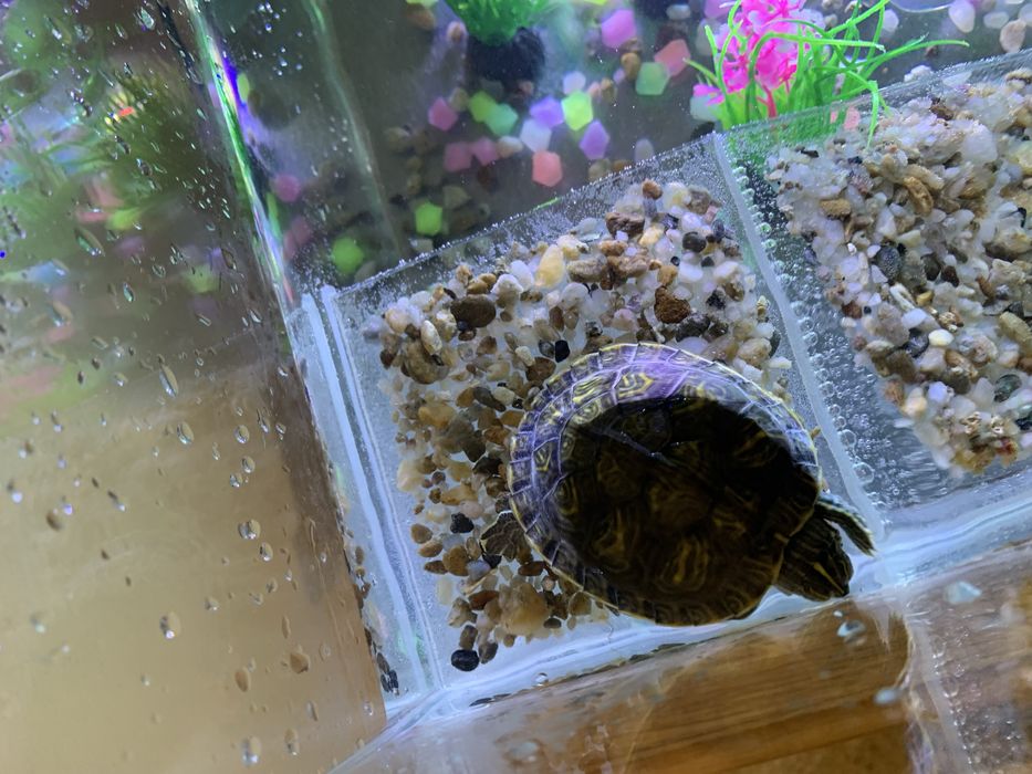 Acvariu pentru testoasa  tot cu  broscuță
