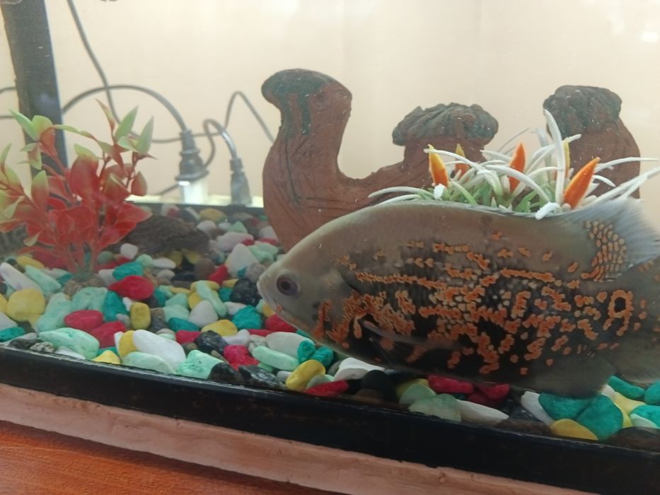 Avstranatuslar oq va qora   bor