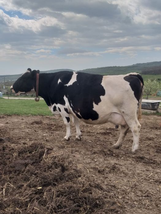 Vand vaca Baltata Romaneasca