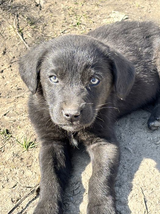 Căței drăgălași pentru adopție