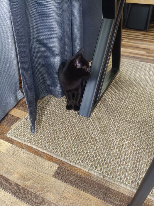 Котенок черный ухоженый
