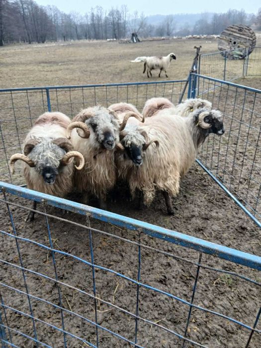 Vând berbeci bucălai