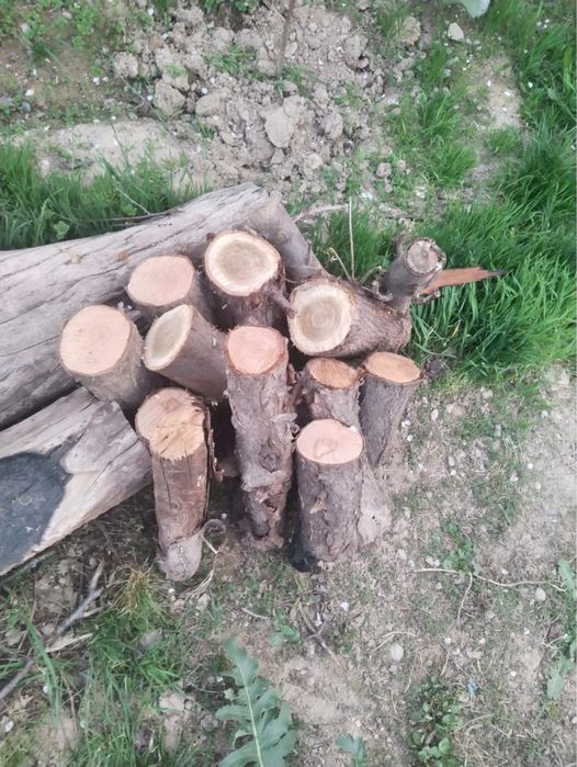 Ағаштар жаңа кесілген отын……….