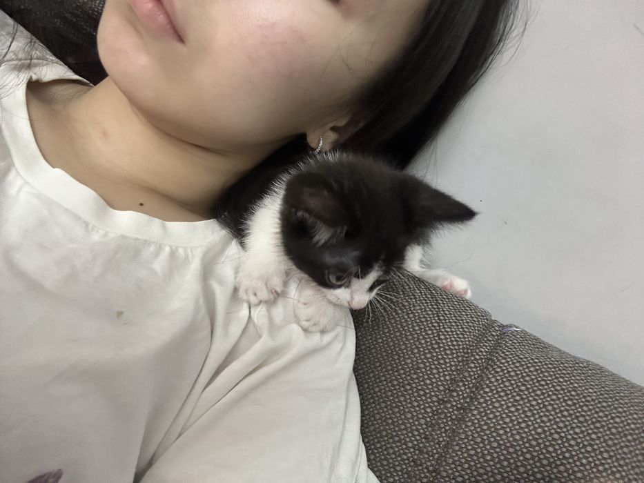 Отдам котёнка в добрые руки!