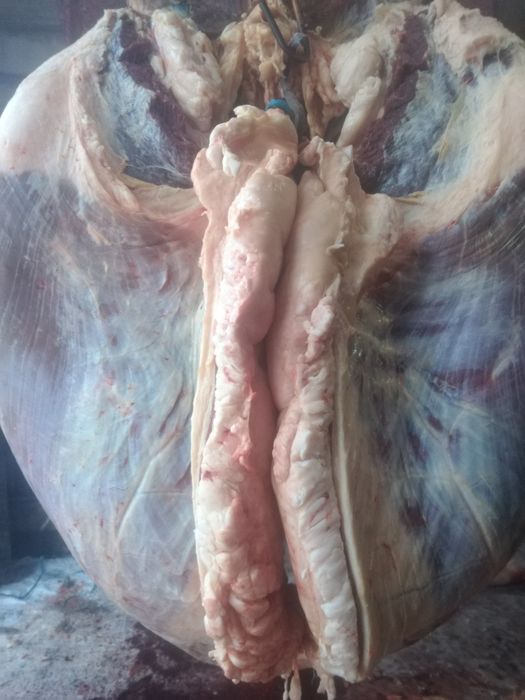 Продам жирных лошадей