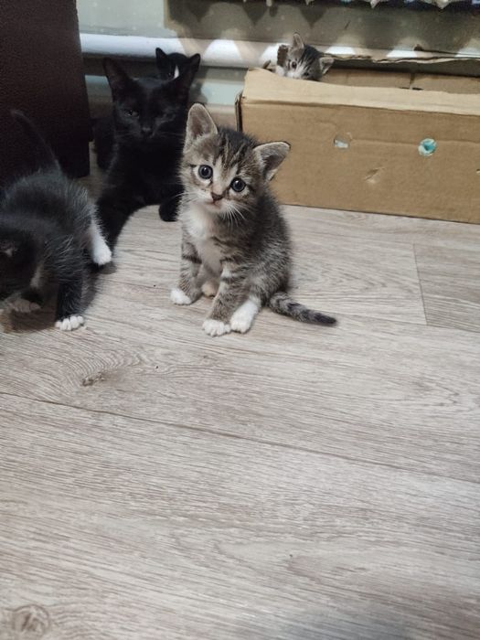 отдам котят даром