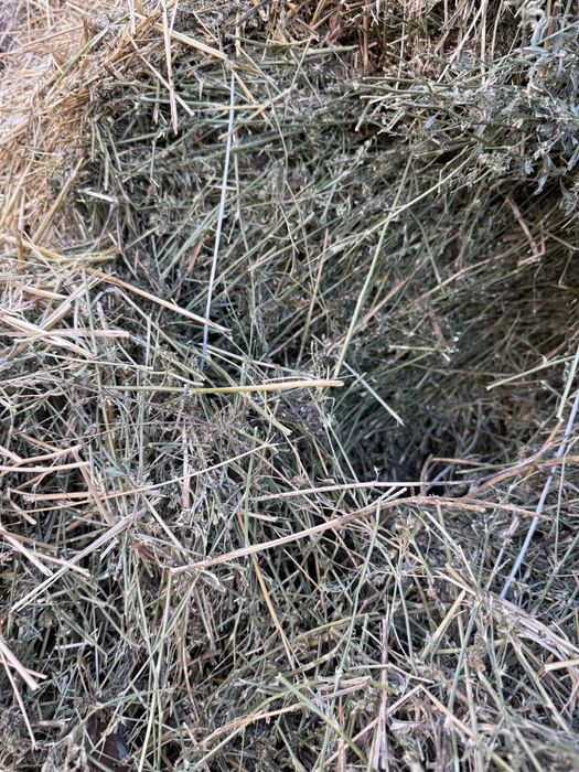 Жоңышқа сатылады