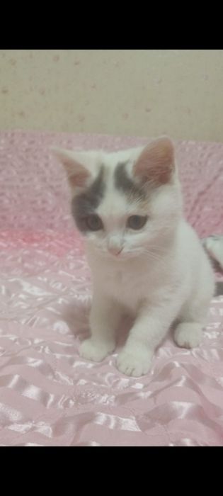 Отдам котика в добрые руки