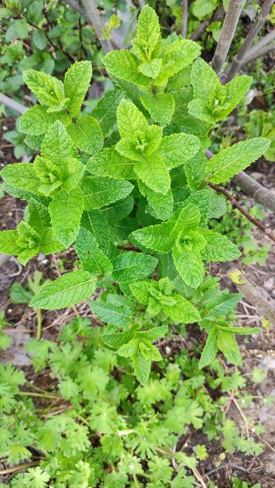 Papirus umbrela, pui de palmieri și alte plante