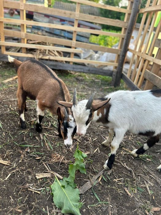 Țapi de curte castrați  25-30kg ,  preț 13 lei kg in viu